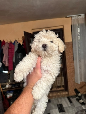 Vând pui de Bichon Maltez   - imagine 4