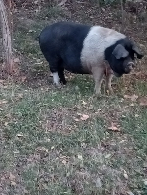 scroafă de vânzare 