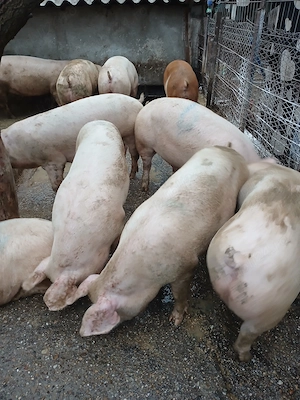 Porci landras x duroc . Ofer transport - imagine 5