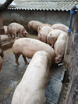 Porci rasa de carne ! Diferite greutati