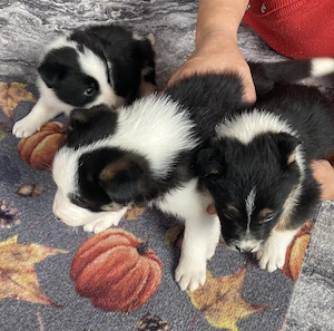 Catei border collie - imagine 2