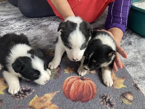 Catei border collie - imagine 3