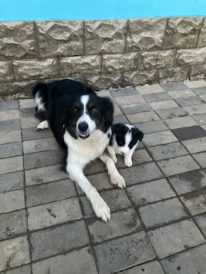 Catei border collie - imagine 4