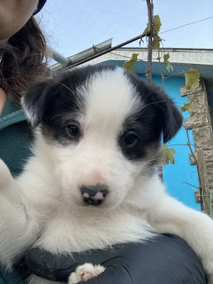 Catei border collie - imagine 5