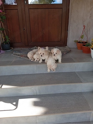 Vand catelusi bichon originali - imagine 3