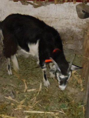 de vânzare ieduta  - imagine 2