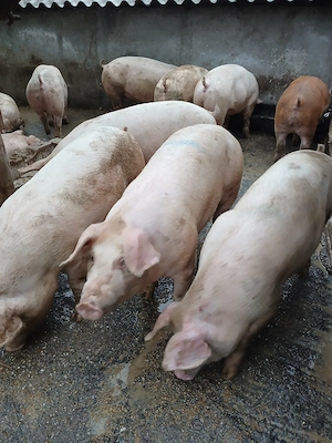 Porci landras x duroc . Ofer transport - imagine 3