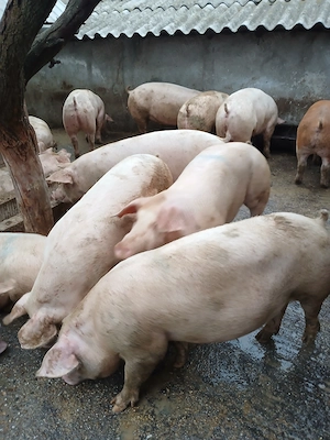 Porci landras x duroc . Ofer transport - imagine 4