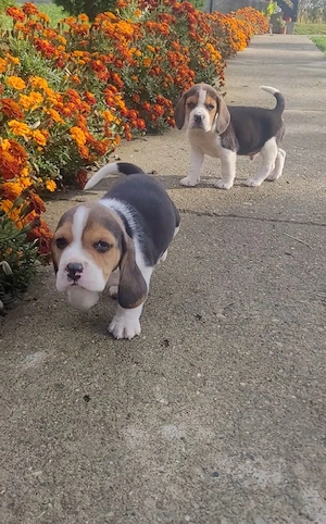 Catei beagle