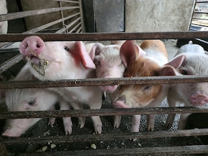 Porci de 9 săptămâni  - imagine 4