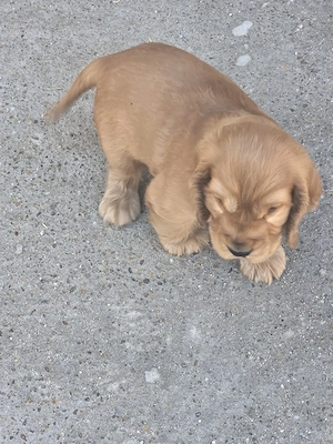 coker spaniel - imagine 5