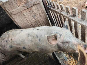 Vând porc pentru sacrificat