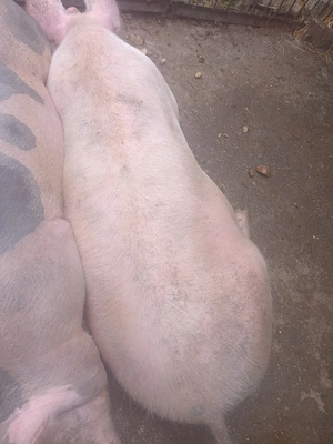 Vand porc de carne landras cu marele alb - imagine 4