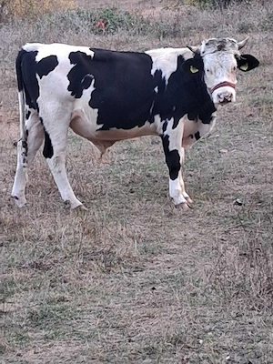 Vând vițel rasa holstein 1 an și 2 luni  - imagine 2