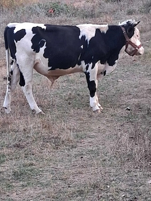 Vând vițel rasa holstein 1 an și 2 luni  - imagine 3