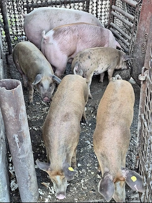 Vând porci de curte crescuți natural    - imagine 2