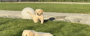 Pui Golden Retriever  - imagine 4