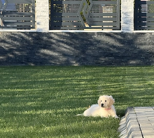 Pui Golden Retriever  - imagine 3