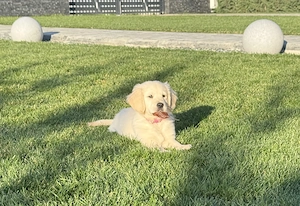 Pui Golden Retriever  - imagine 2