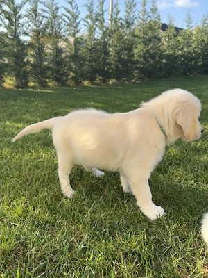Pui Golden Retriever  - imagine 5