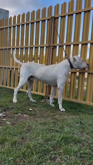 mascul dog argentinian - imagine 2