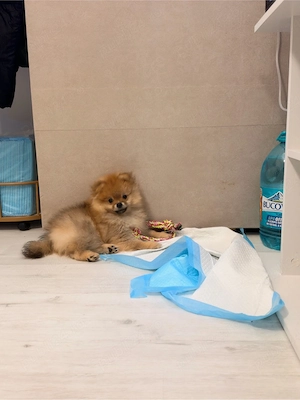 Pomeranian mascul - parinti cu pedigree FCI