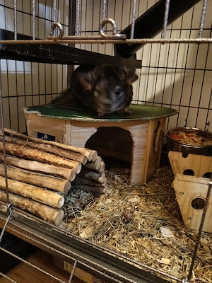 Vând 2 maaculi Chinchila
