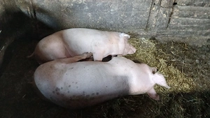 vand porci din loc. Bălăceana, jud Suceava  - imagine 3