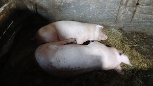 vand porci din loc. Bălăceana, jud Suceava  - imagine 2
