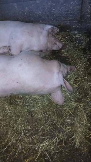 vand porci din loc. Bălăceana, jud Suceava  - imagine 4