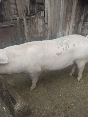 Porc de vânzare 