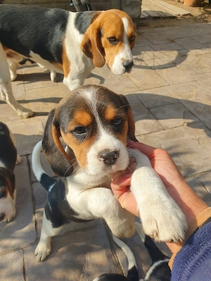 Beagle Tricolor - imagine 2