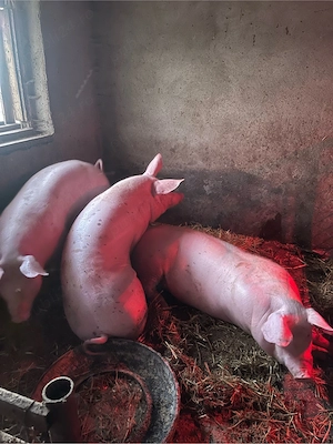 Porci de vanzare!! - imagine 3