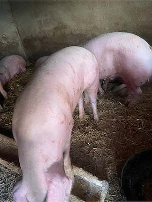 Porci de vanzare!! - imagine 4