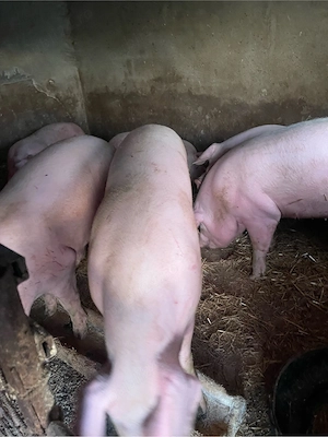 Porci de vanzare!! - imagine 2
