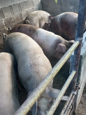Vand porci de la 100 kg la 300 kg - imagine 3