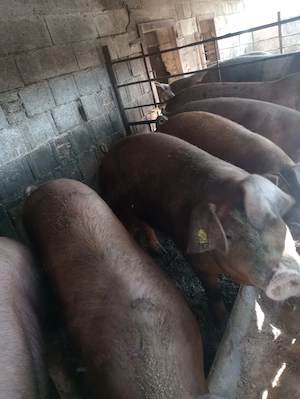 Vand porci de la 100 kg la 300 kg - imagine 2