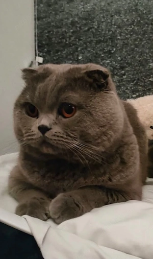 Vând motan Scottish Fold 