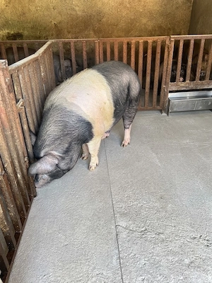 Vând porc Bazna 