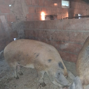 Porci pt sacrificare - imagine 3