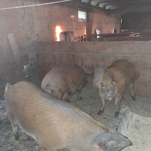 Porci pt sacrificare - imagine 2