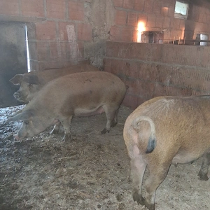 Porci spre vanzare - imagine 3