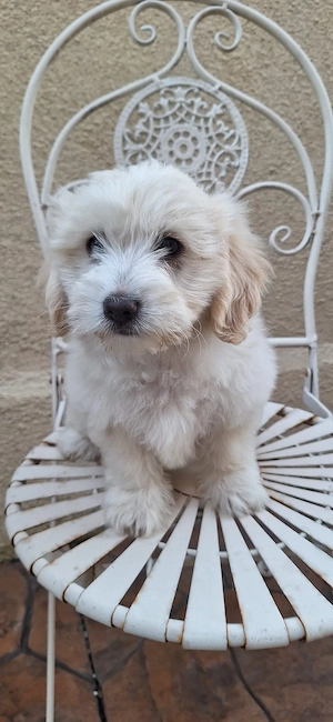 catel bichon havanez baiat - imagine 2