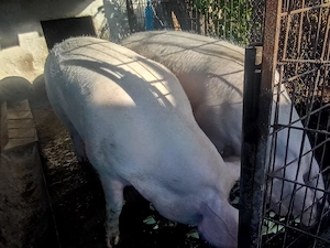 Porci 350 - 380 kg  crescuți natural  - imagine 2