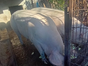 Porci mari 350 380 kg  crescuți natural - imagine 3