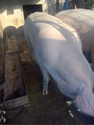 Porci mari 350 380 kg  crescuți natural - imagine 2