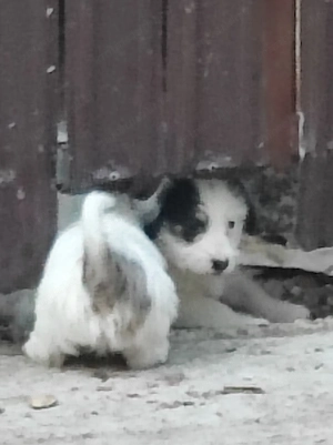Bichon bălțat de 2 luni, înțărcat 