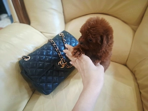 Caniche Poodle TEACUP-  Linie CHINA- Canisa Autorizată  - imagine 2