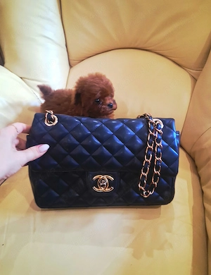 Caniche Poodle TEACUP-  Linie CHINA- Canisa Autorizată  - imagine 4