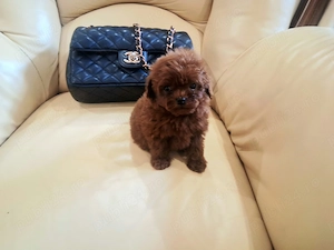 Caniche Poodle TEACUP-  Linie CHINA- Canisa Autorizată  - imagine 3